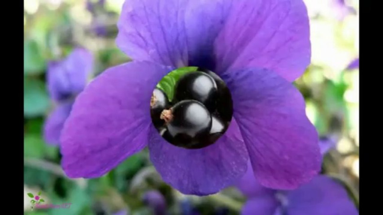 KENZO Flower Eau De Toilette Refillable Spray