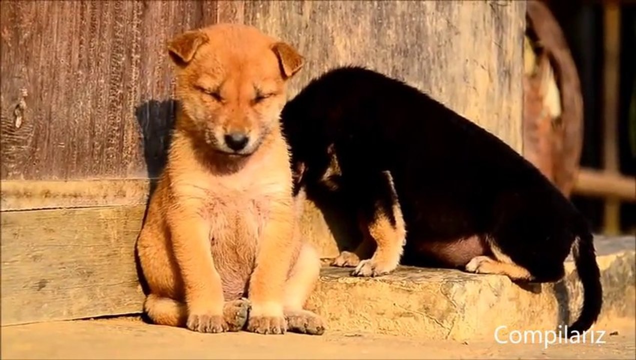 Animals Trying To Stay Awake Funny Compilation