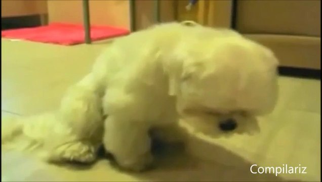 Chatons, Chiots, Lapins, Singes, Canards... Ils s'endorment tous!!