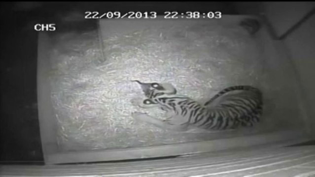 Première naissance d'un bébé tigre en 17 ans au zoo de Londres