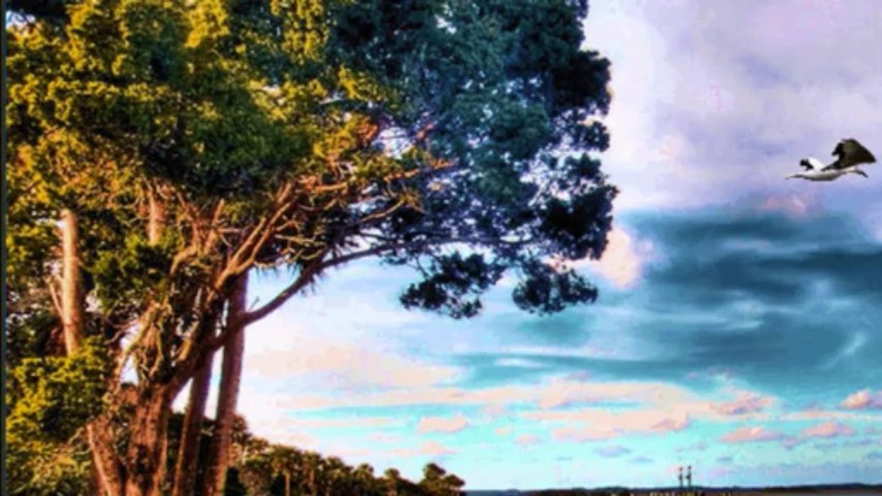 Der Weisse Mond von Maratonga - Captain Cook und seine singenden Saxophone