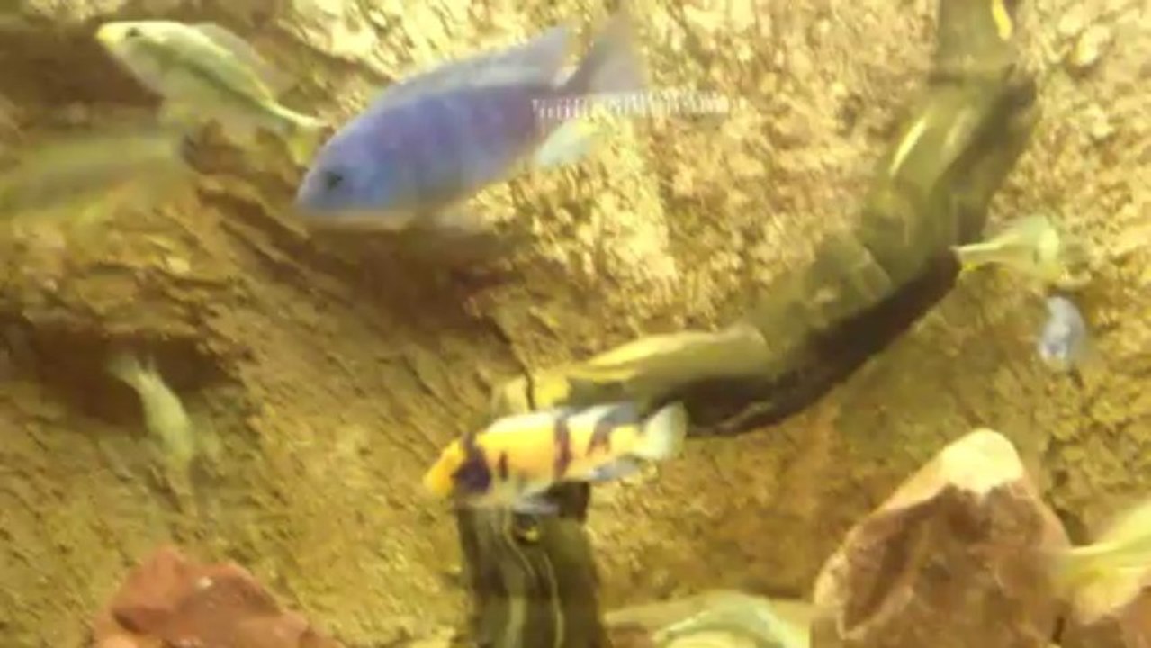 cichlidés du lac victoria