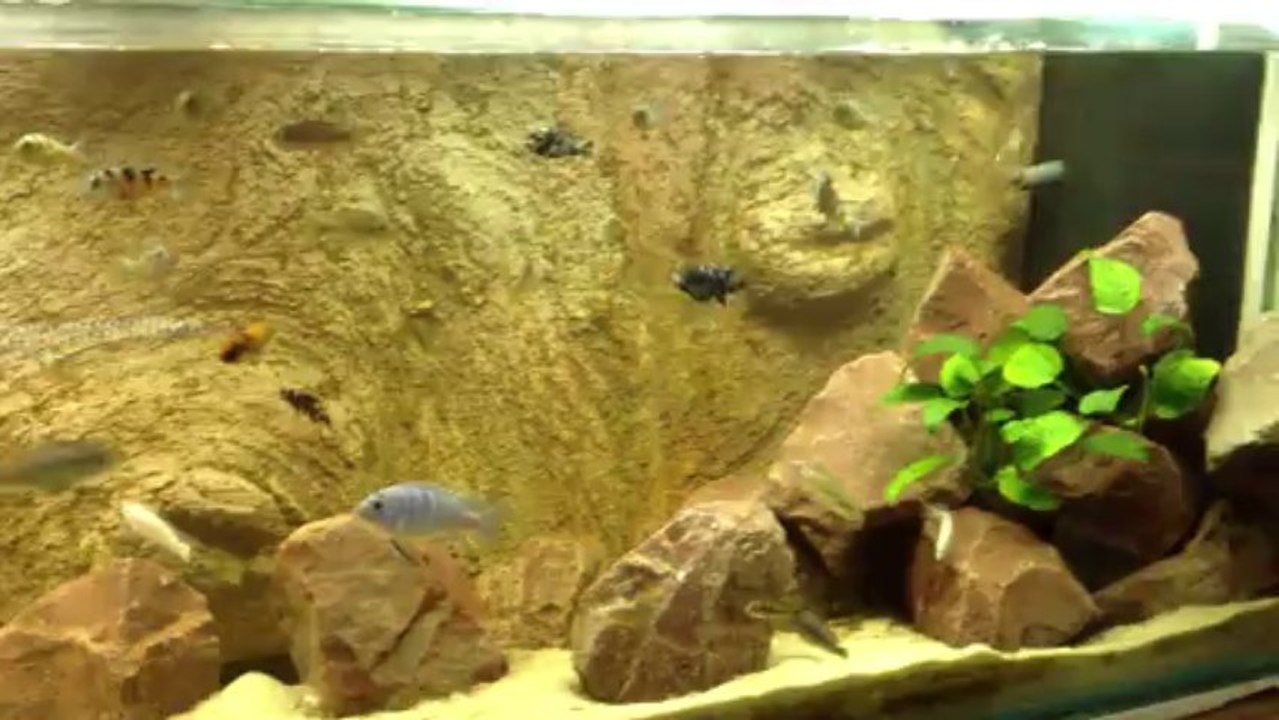 cichlidés du lac victoria 2