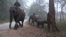 Elephant Blessing Tourists Assam