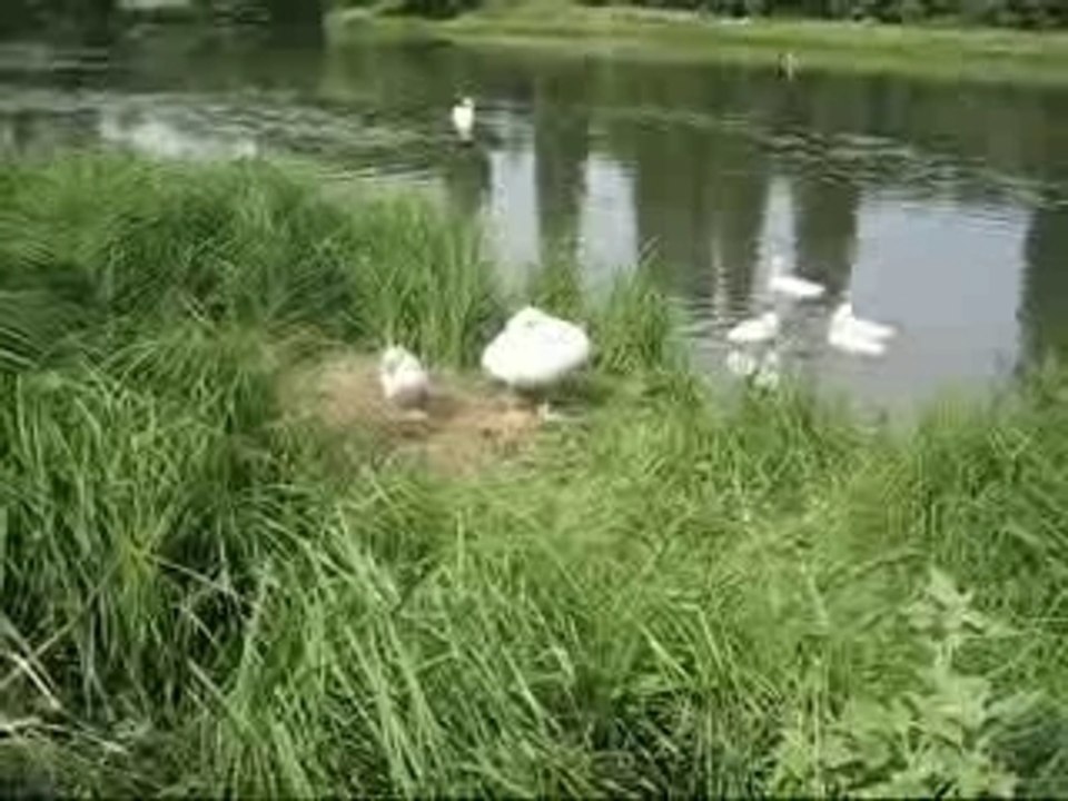 Cinq semaines déjà !