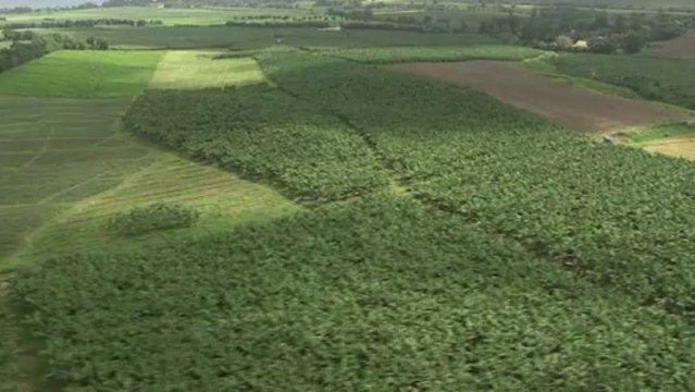 Ville de Basse-Pointe : Plantations de cannes à sucre, bananes et ananas