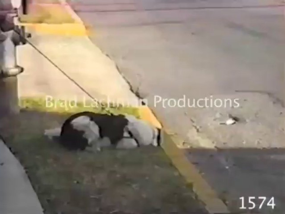 Doggie Tail Spins: Best of the Best