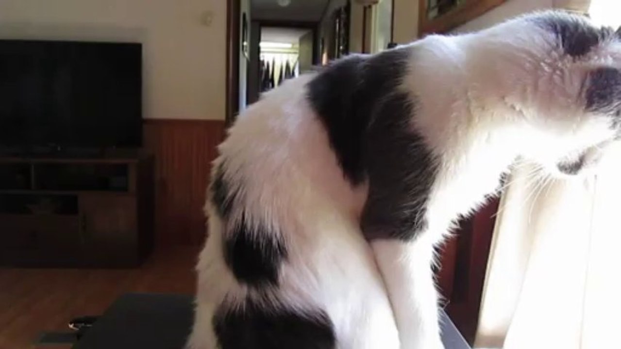 Paws Washing