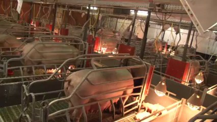 Annabelle et Cindy, éleveuses de porcs en Champagne-Ardenne