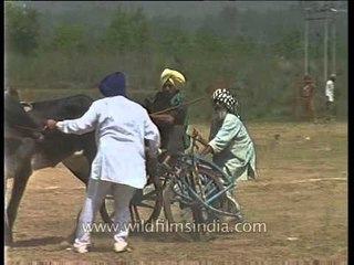 Descargar video: Bullock cart racing CRASH in Punjab!