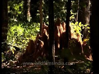 Termite hills in the wild: Bandhavgarh