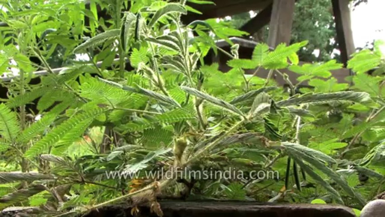 Touch sensitive Mimosa plant!