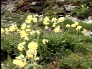 DVD 133 flora wildflowers 13 5