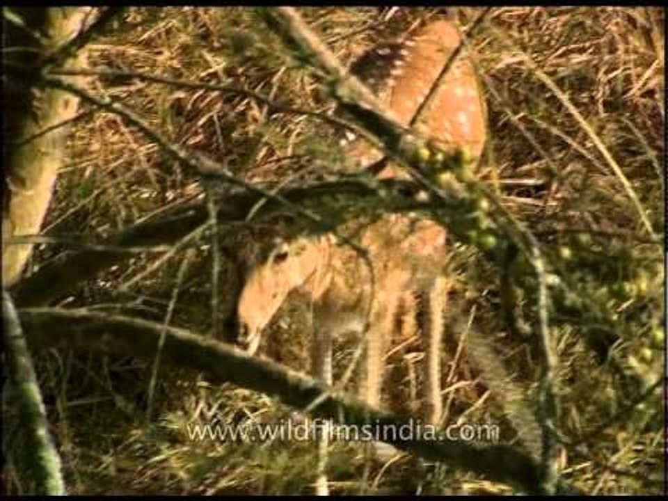 Spotted deer-beauty of Corbett National Park