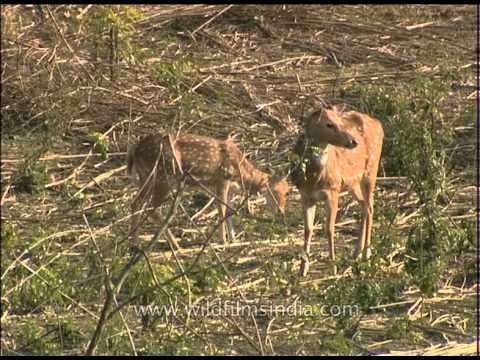 Spotted deer grazing in the field-Jim Corbett National Park