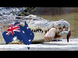 Crocodile attacks and kills man in front of friends in Australia's north