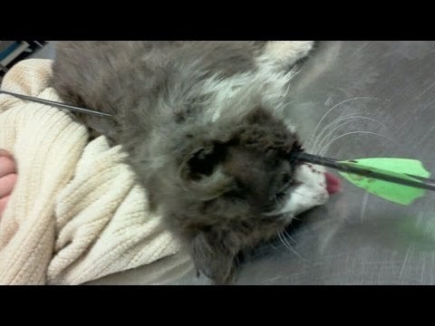 Boy shoots kittens with bow and arrow because he was 'bored'