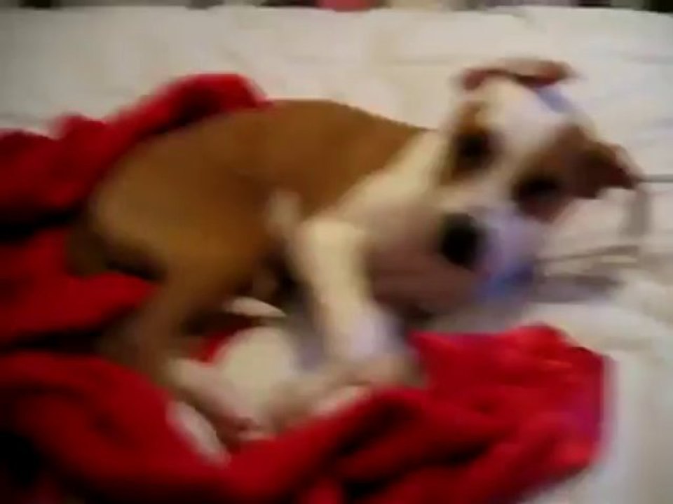 Dog Crying In Sleep - Funny Videos at Fully :)(: Silly