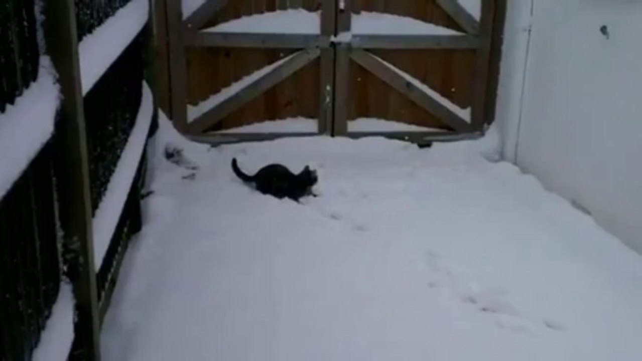 Cat Encounters Snow For The First Time - Funny Videos at Fully :)(: Silly