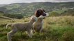 Dog Feeds Orphaned Lamb - Funny Videos at Fully :)(: Silly
