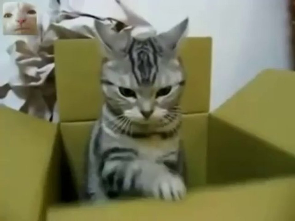 Serious Cat Sends An S.O.S.! - Funny Videos at Fully :)(: Silly