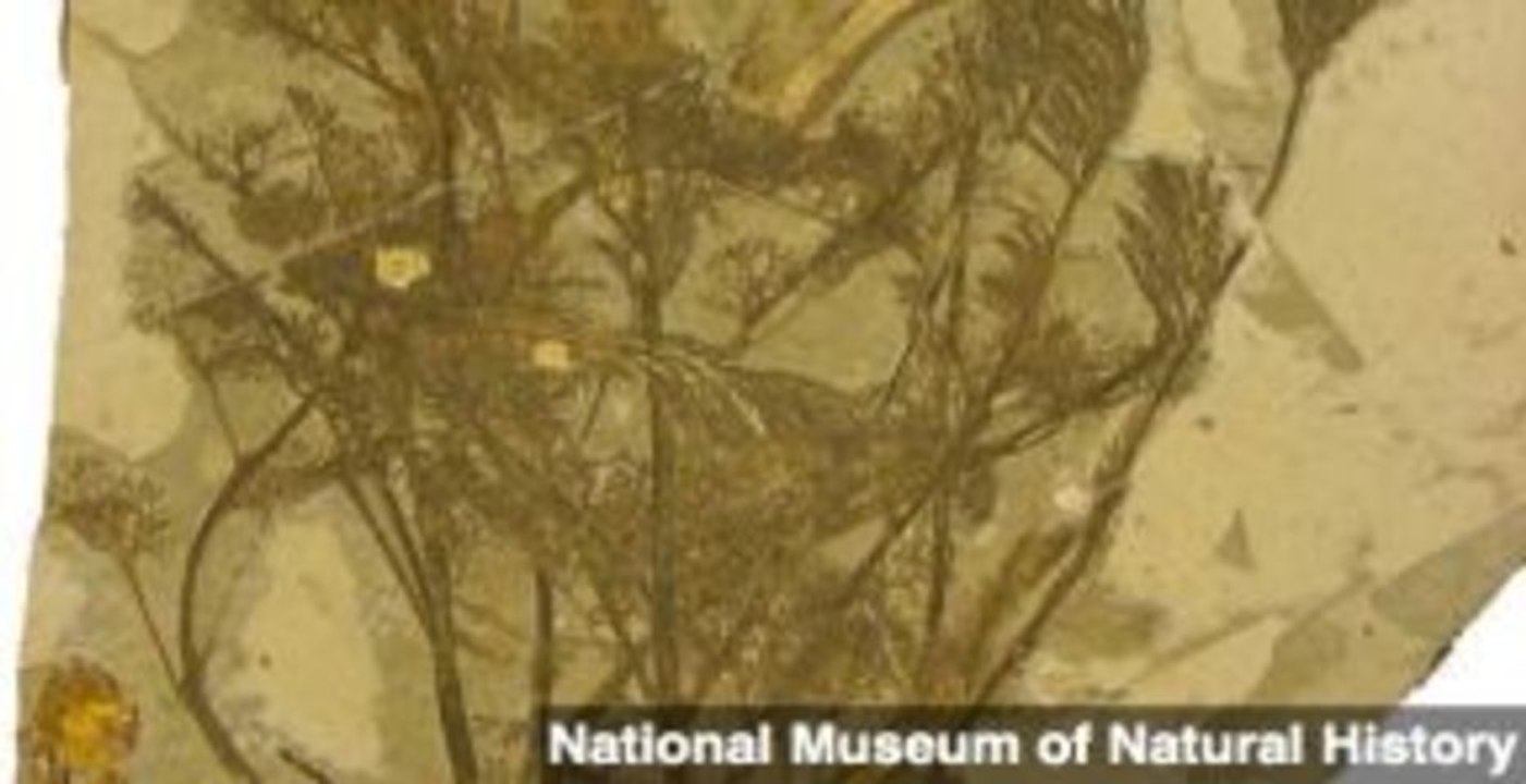 Scientists Find Evidence of 1st Flower, Lived With Dinosaurs