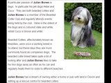 Julian Bones Oxfordshire l Love Me Love My Dogs