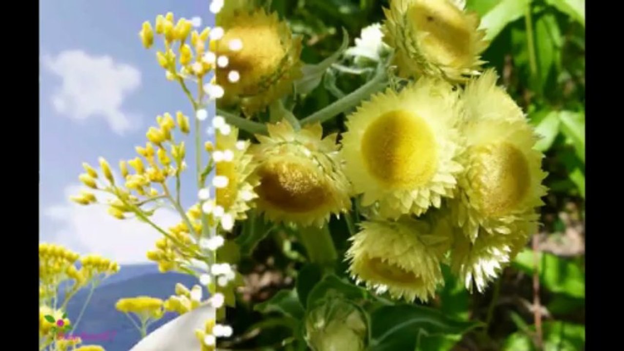 L'OCCITANE Immortelle Precious Cream