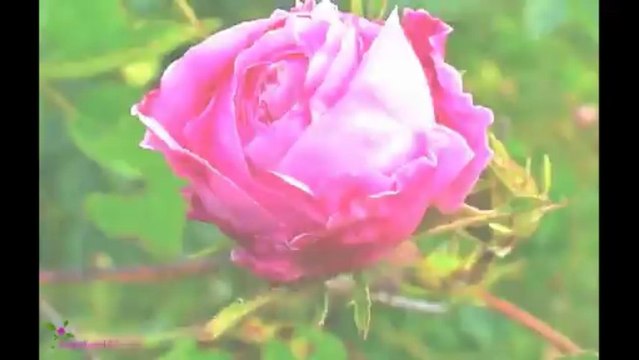 GIVENCHY Very Irresistible Eau De Toilette