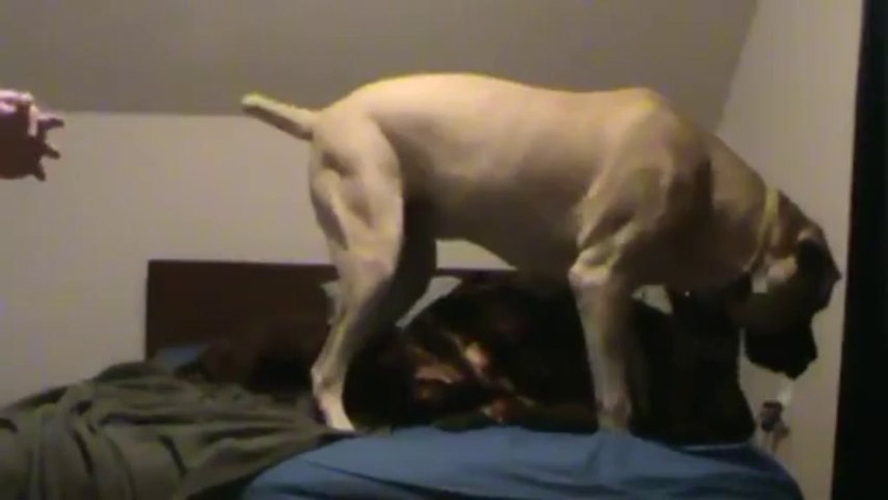 Dog Doesn’t Want To Get Out Of Bed - Funny Videos at Fully :)(: Silly