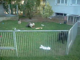 2 octobre 2013 (2 mois) : les braves petits loups