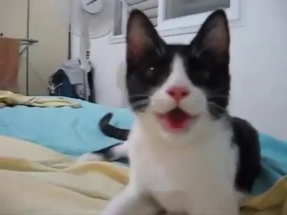 Cat Thinks It’s A Dog - Funny Videos at Fully :)(: Silly