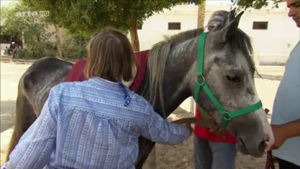 Les chars des pharaons (Une révolution du Nouvel Empire)