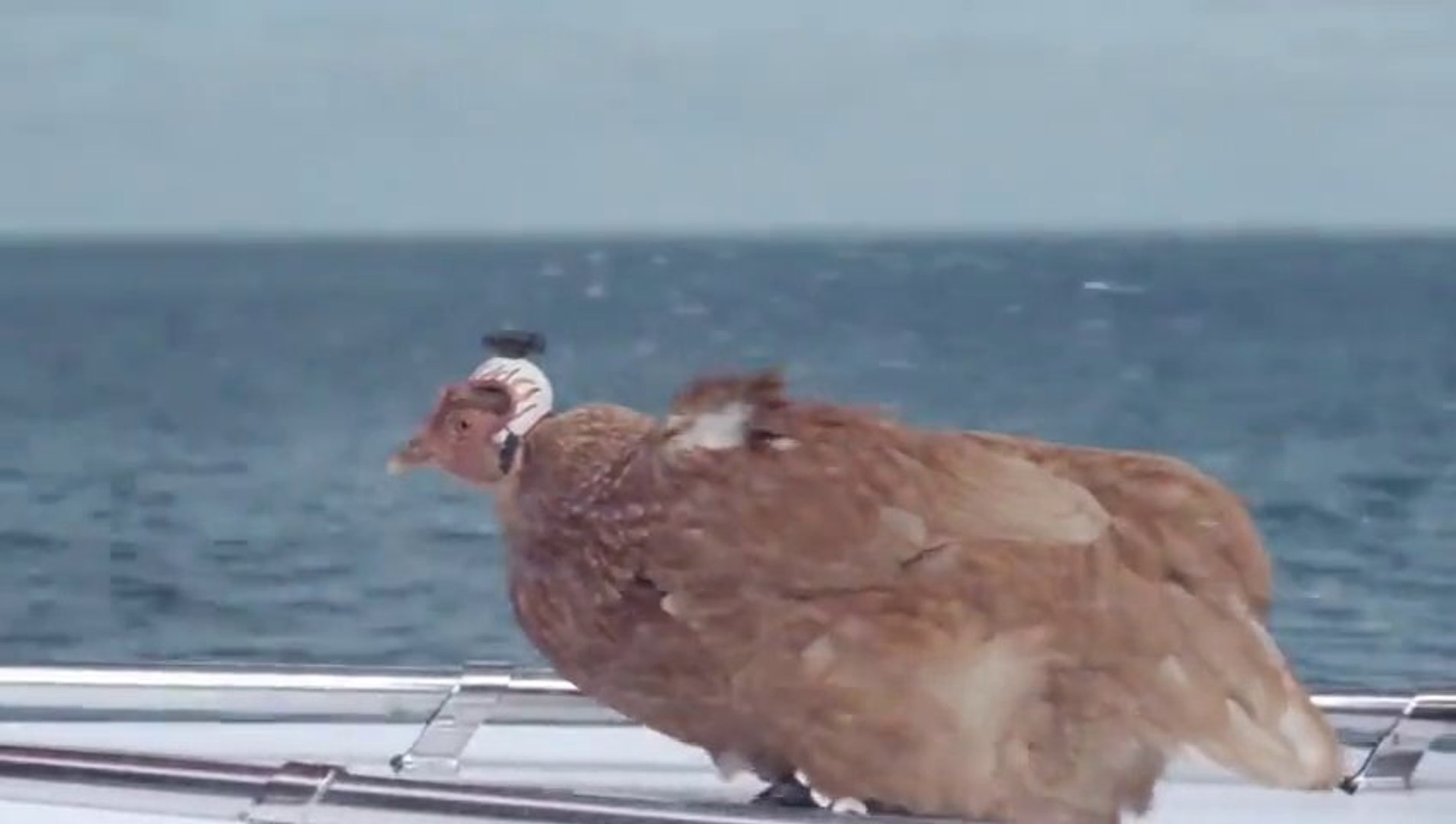 The Most Extreme Camera Ever On A Chicken Head So Funny Lg Commercial Video Dailymotion