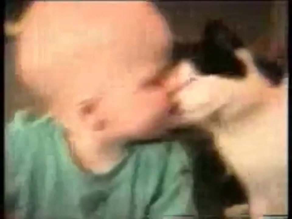Cats Compilation - Funny Videos at Fully :)(: Silly
