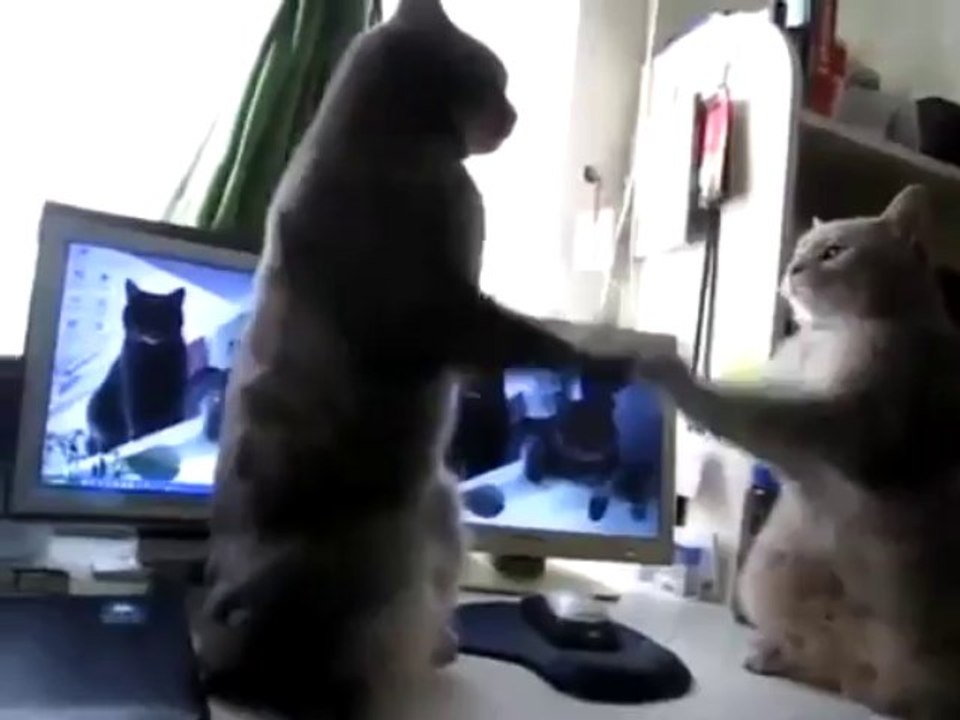 Cats Play Patty Cake! - Funny Videos at Fully :)(: Silly
