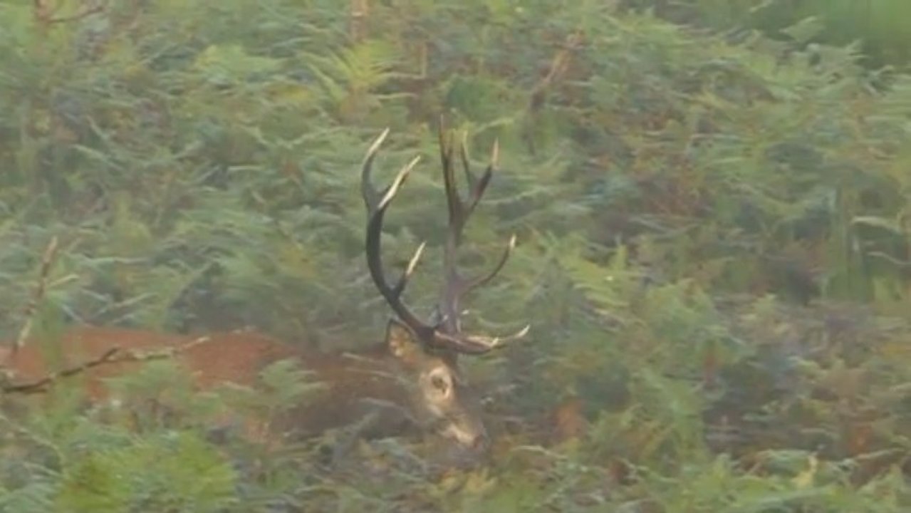 Brame du cerf - instants magiques en forêt de Tronçais