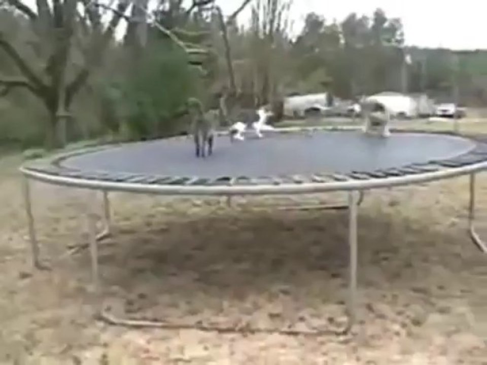 Cats vs Silly Dog Play - Funny Videos at Fully :)(: Silly