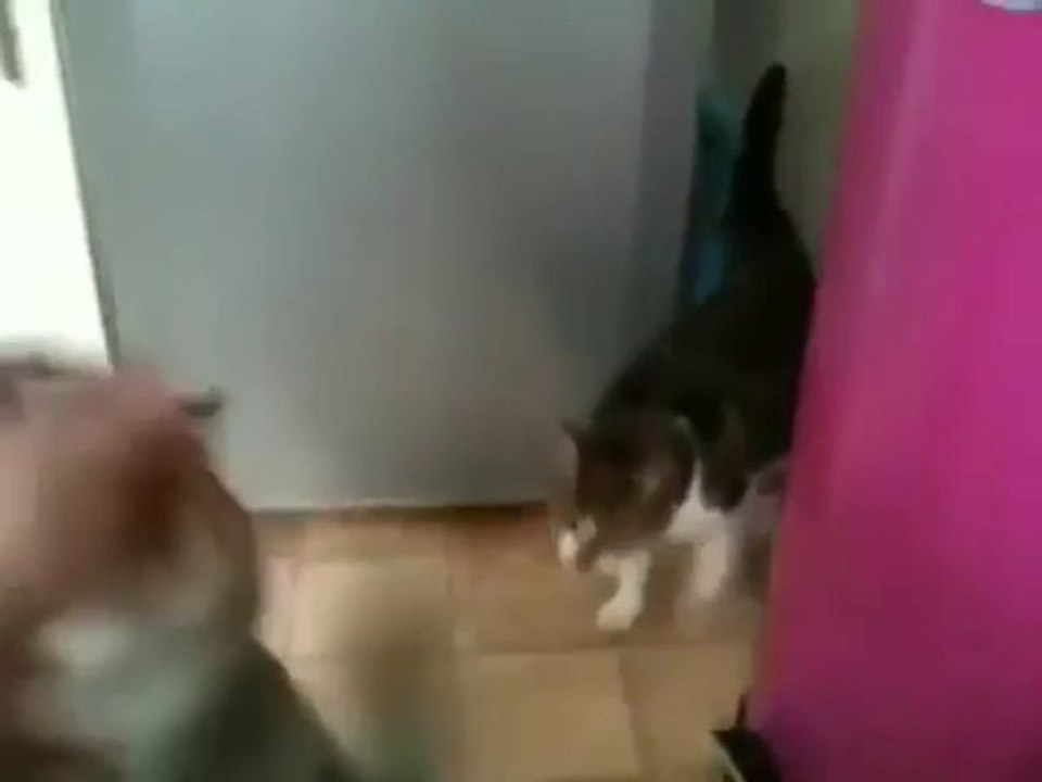 Spidercat - Funny Videos at Fully :)(: Silly