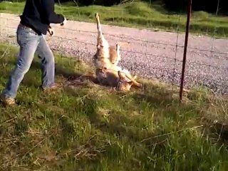 Man frees wolf from barbwire fence!!