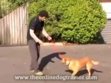 Doggy Dan`s Dogs On The Online Dog Trainer 2    Free $500 Dog giftcard