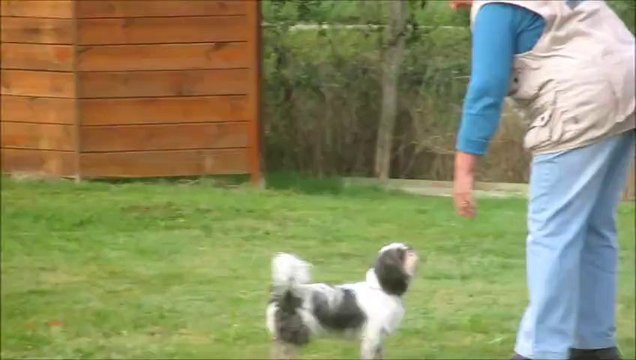 2013.09.29 - CABARIOT (17430) - CONCOURS D'OBEISSANCE - CLASSE I