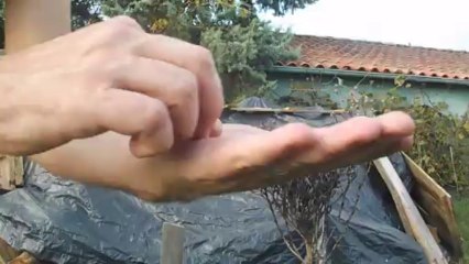 Où sont les graines de salade ?