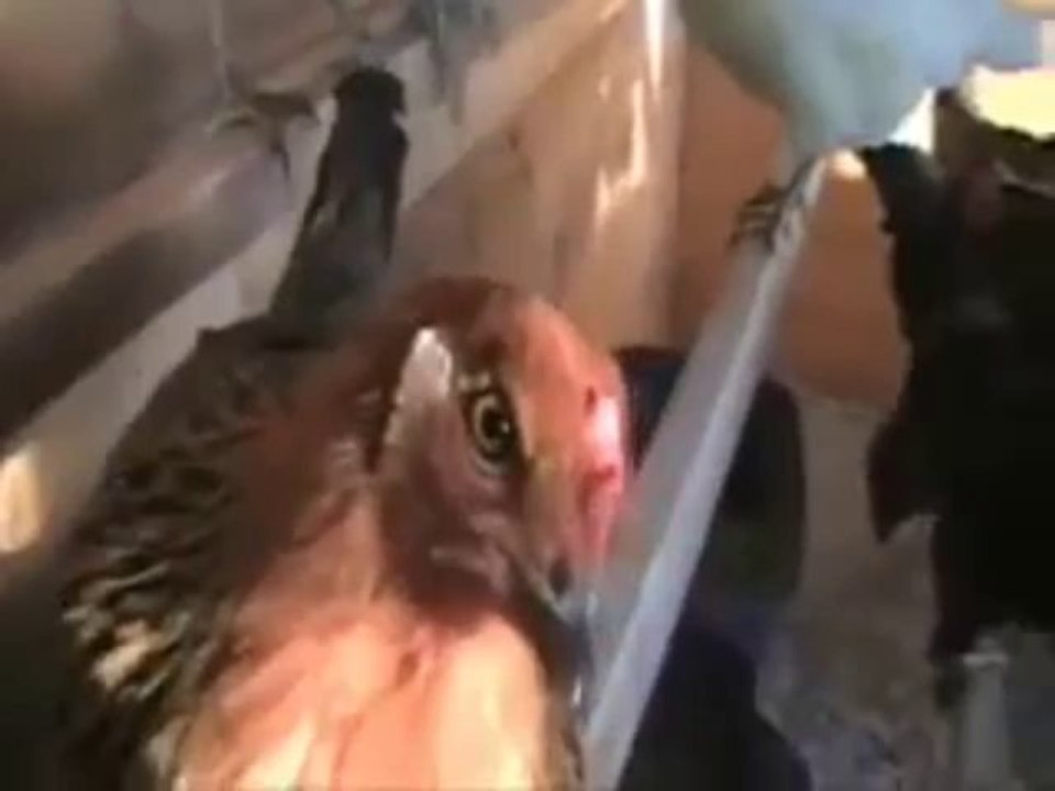 Building a Chicken Coop - chicken coop tutorial