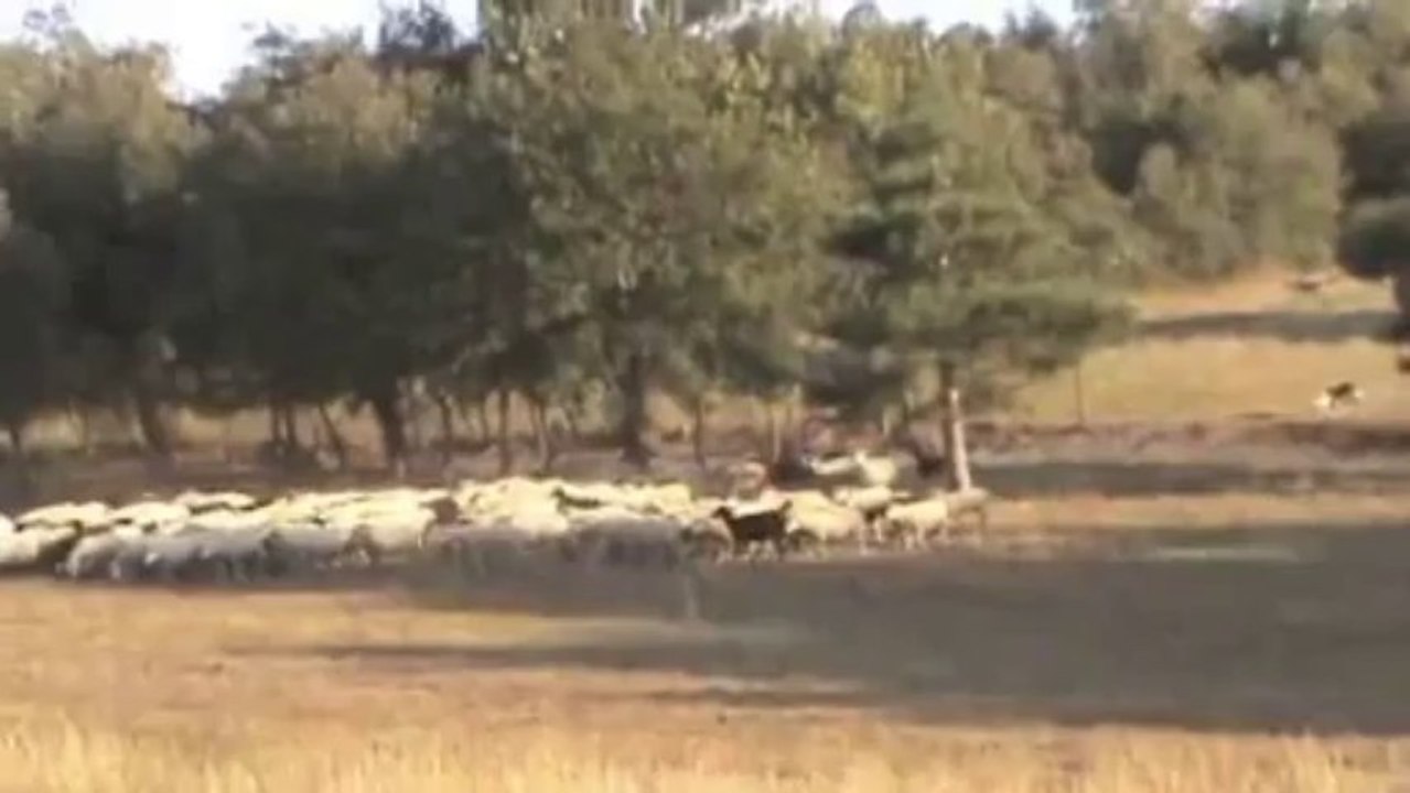 Blue Boy echerche 150 brebis - Haut débit