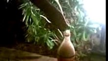 Coca cola plus mentos arabic version