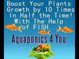 Aquaponics 4 You Review:  Just watch plants grow fast with Aquaponics 4 You