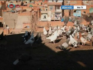 Adem'in Seyir Defteri  -  DİYARBAKIR