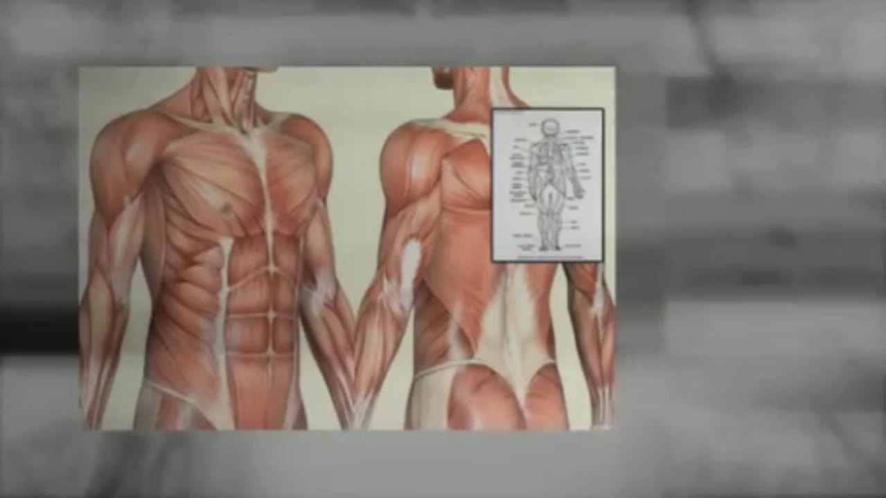 Human Anatomy & Physiology Study Course