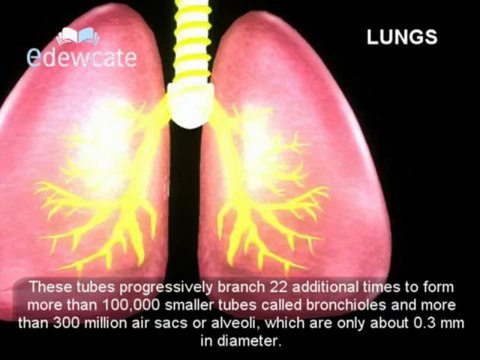 Human Anatomy - Lungs